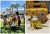 Previous National Honey Bee Day event.