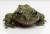 Vietnamese Mossy Frog