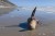 SEA LIONS with domoic acid poisoning experience lethargy and muscle spasms. 